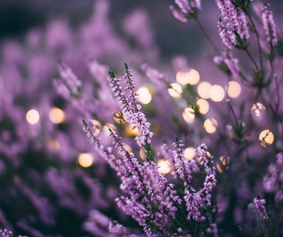 Where do Essential Oils Come From?